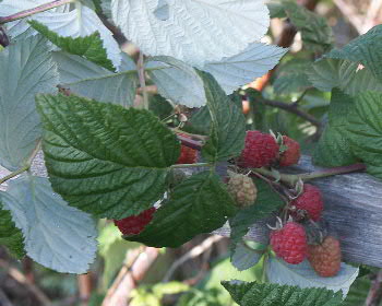 Irre, mitten im November - Himbeeren